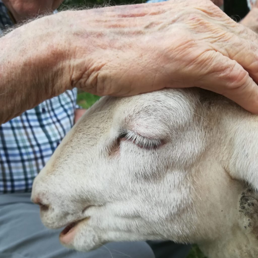 Bildungs- und Begegnungshof Stallgespräch Alfter – Bild 6