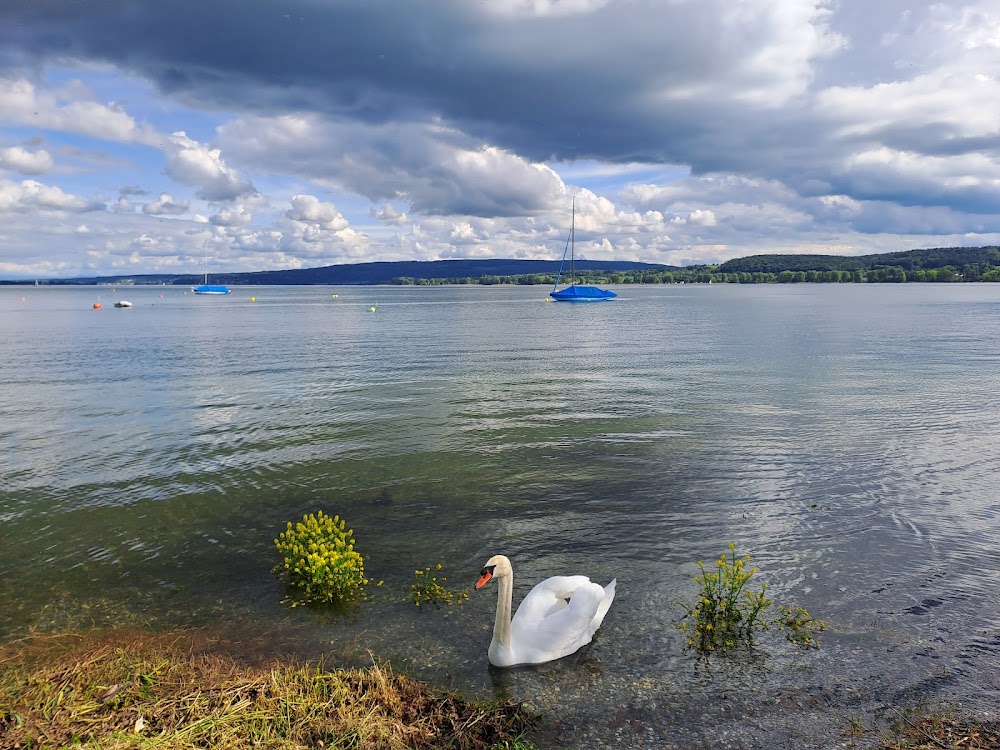 Radolfzeller Bodenseeufer – Bild 1