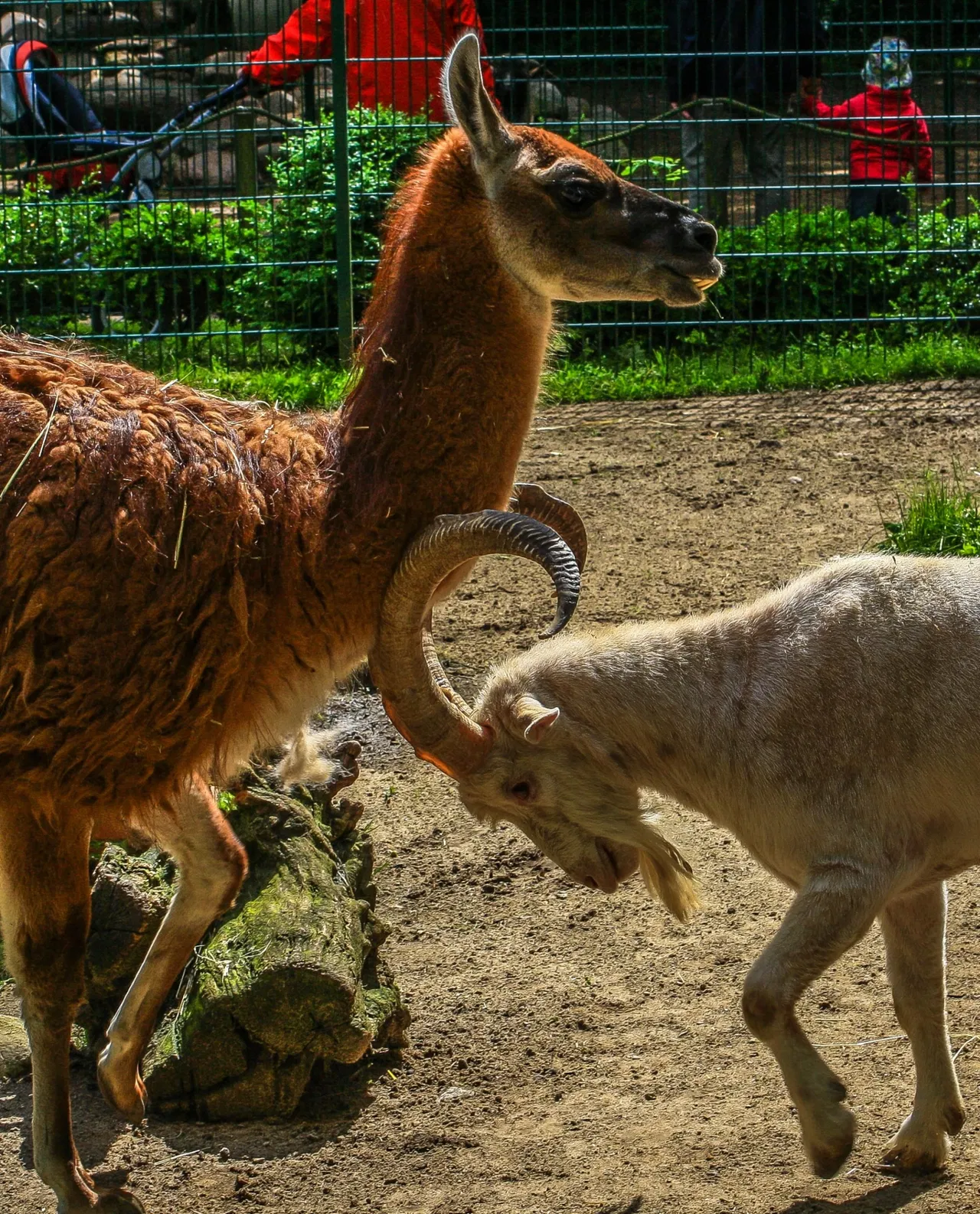 Tierpark Angermünde – Bild 5