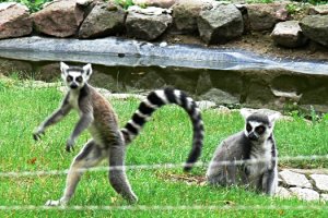 Tierpark Angermünde – Bild 6