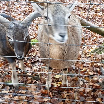 Wildpark Brudergrund – Bild 3