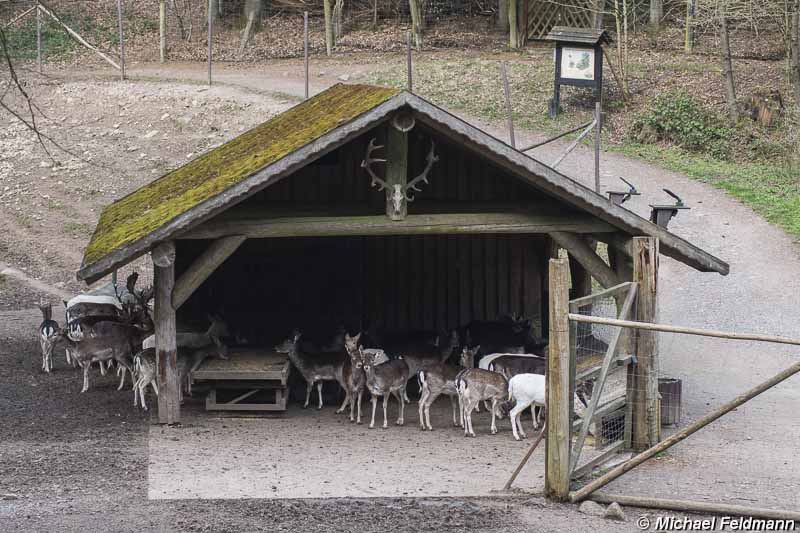 Wildpark Brudergrund – Bild 4