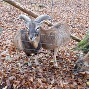 Wildpark Brudergrund – Bild 5