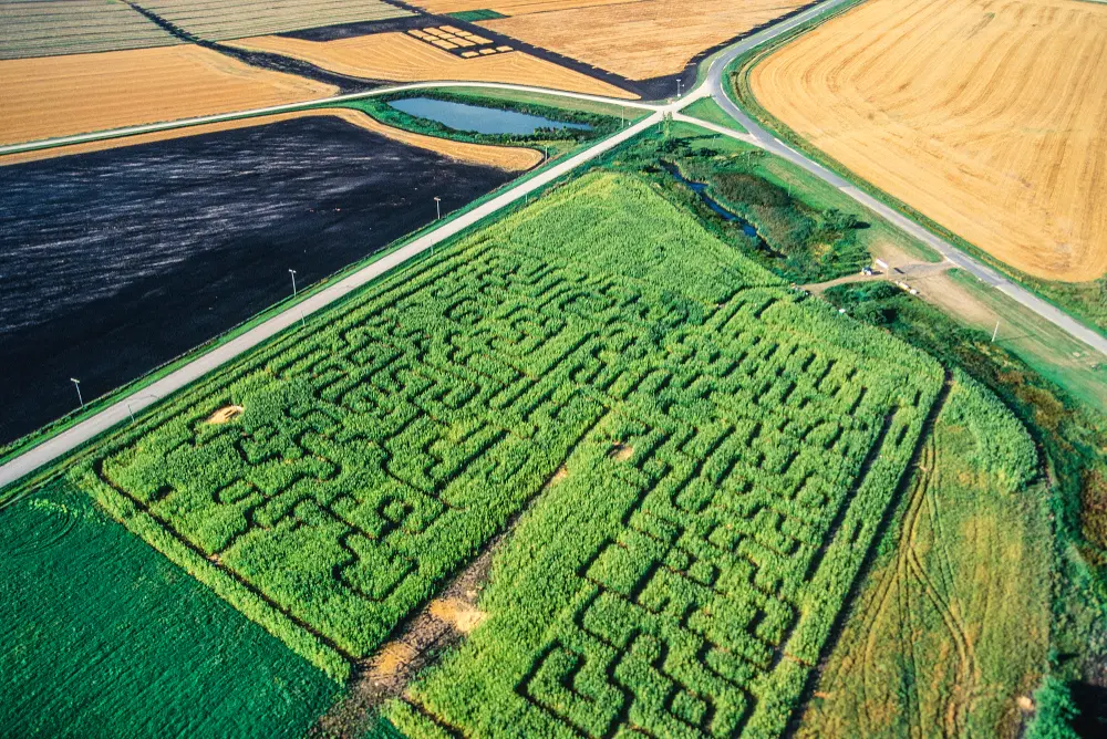 Mais Labyrinth – Bild 2