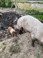 Biohof Großbardau – Bild 3