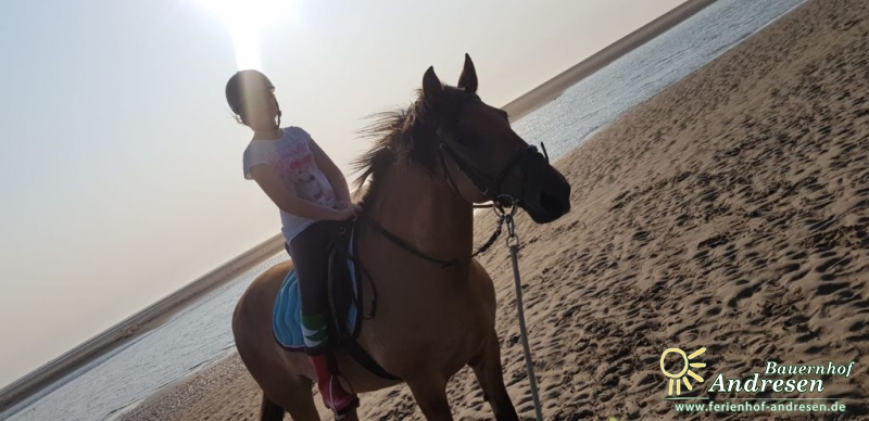 Ferienhof Andresen Nordsee – Bild 4