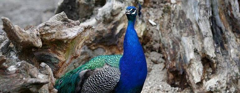 Tiergarten Ulm – Bild 3