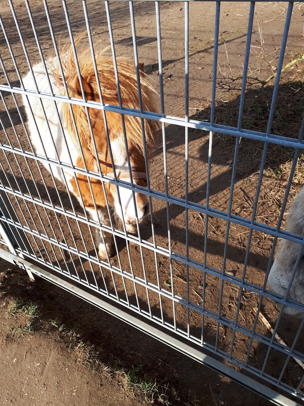 Scheibner Ranch – Bild 2