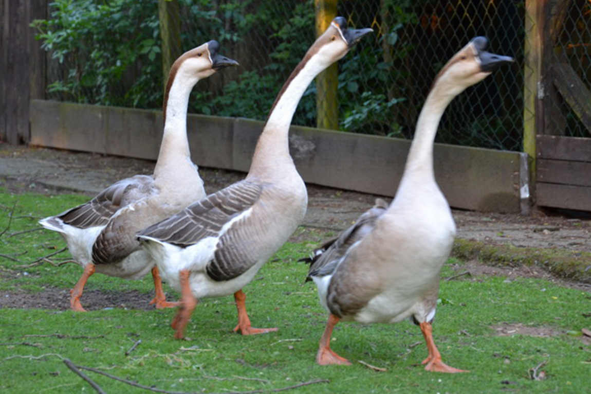 Scheibner Ranch – Bild 3