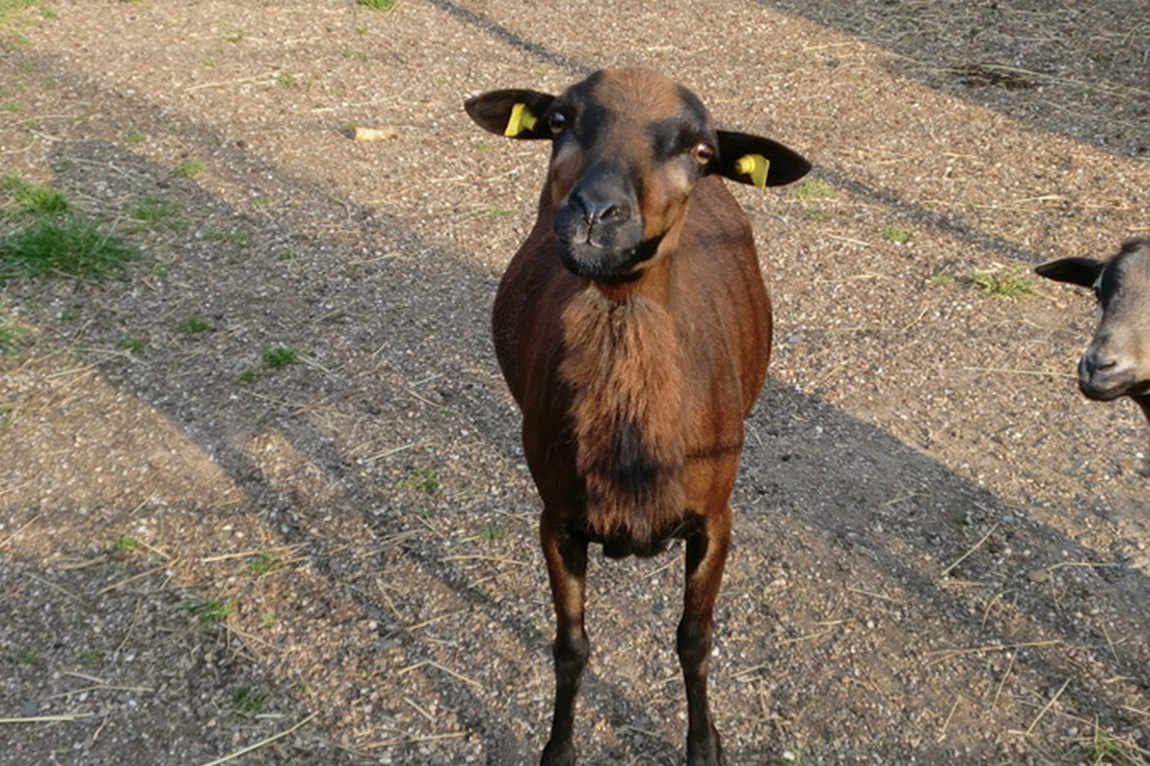 Scheibner Ranch – Bild 4