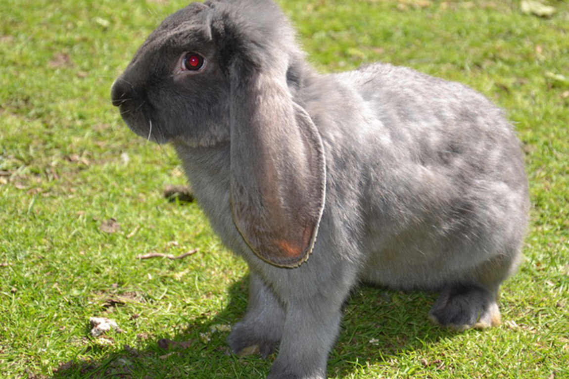 Scheibner Ranch – Bild 5