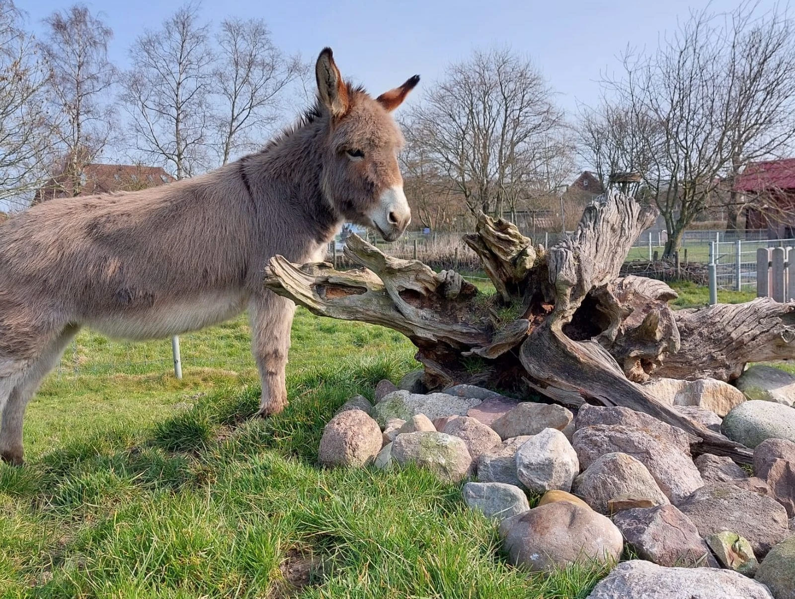 Haustierpark Werdum – Bild 4