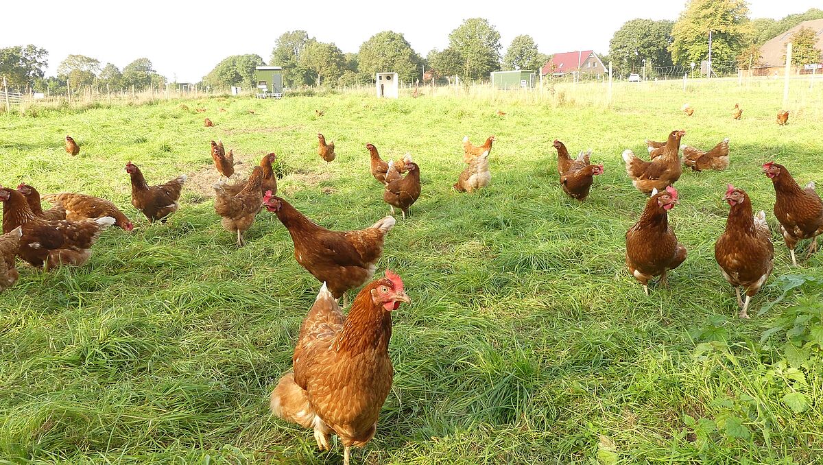 Hof Garrelts – Bild 4