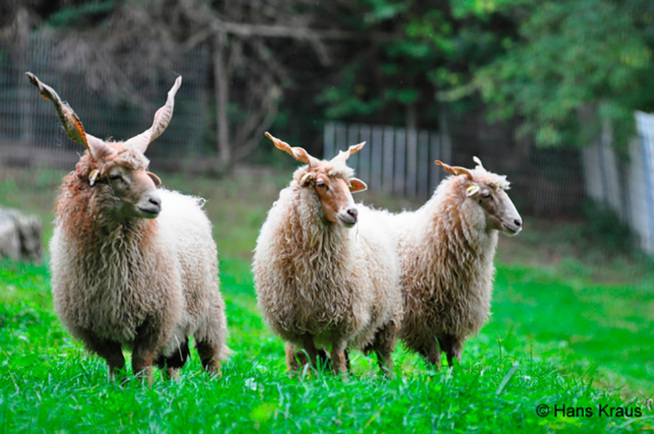Bergtierpark Fürth-Erlenbach – Bild 3