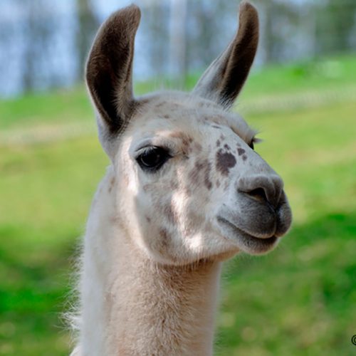 Bergtierpark Fürth-Erlenbach – Bild 4