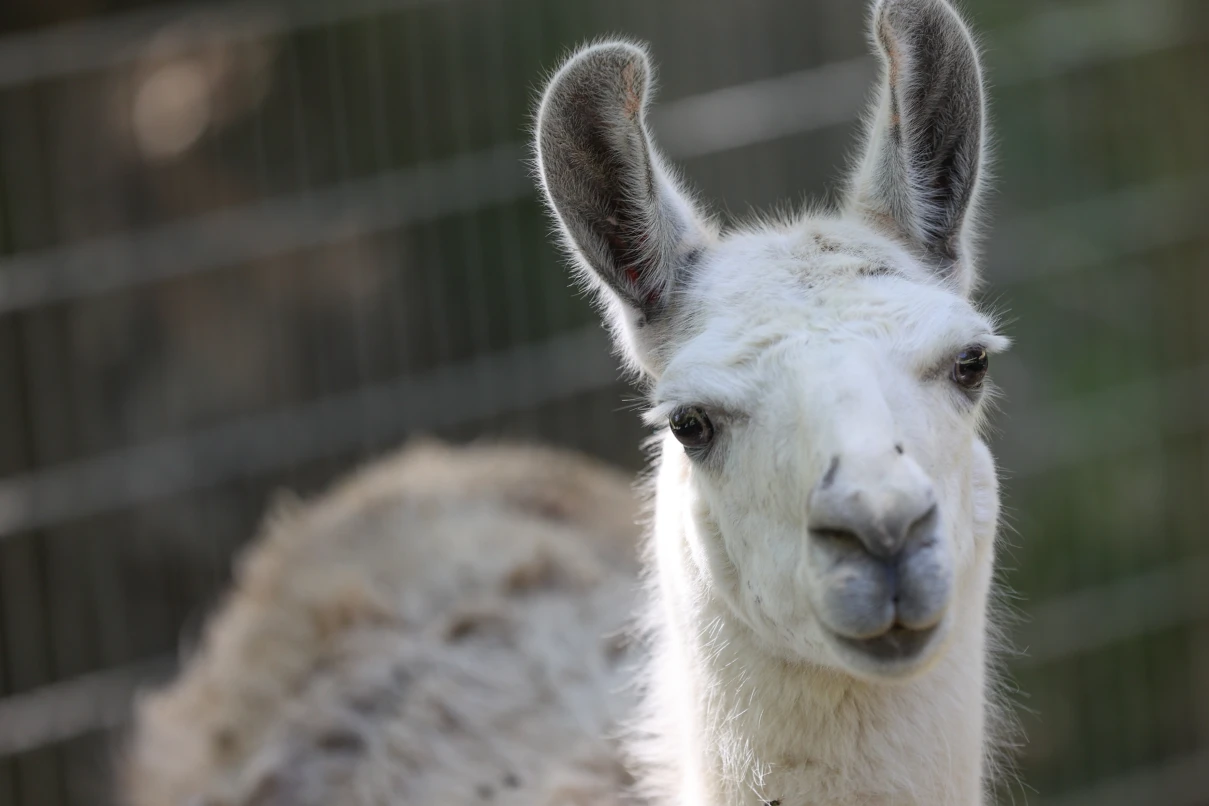 Bergtierpark Fürth-Erlenbach – Bild 6