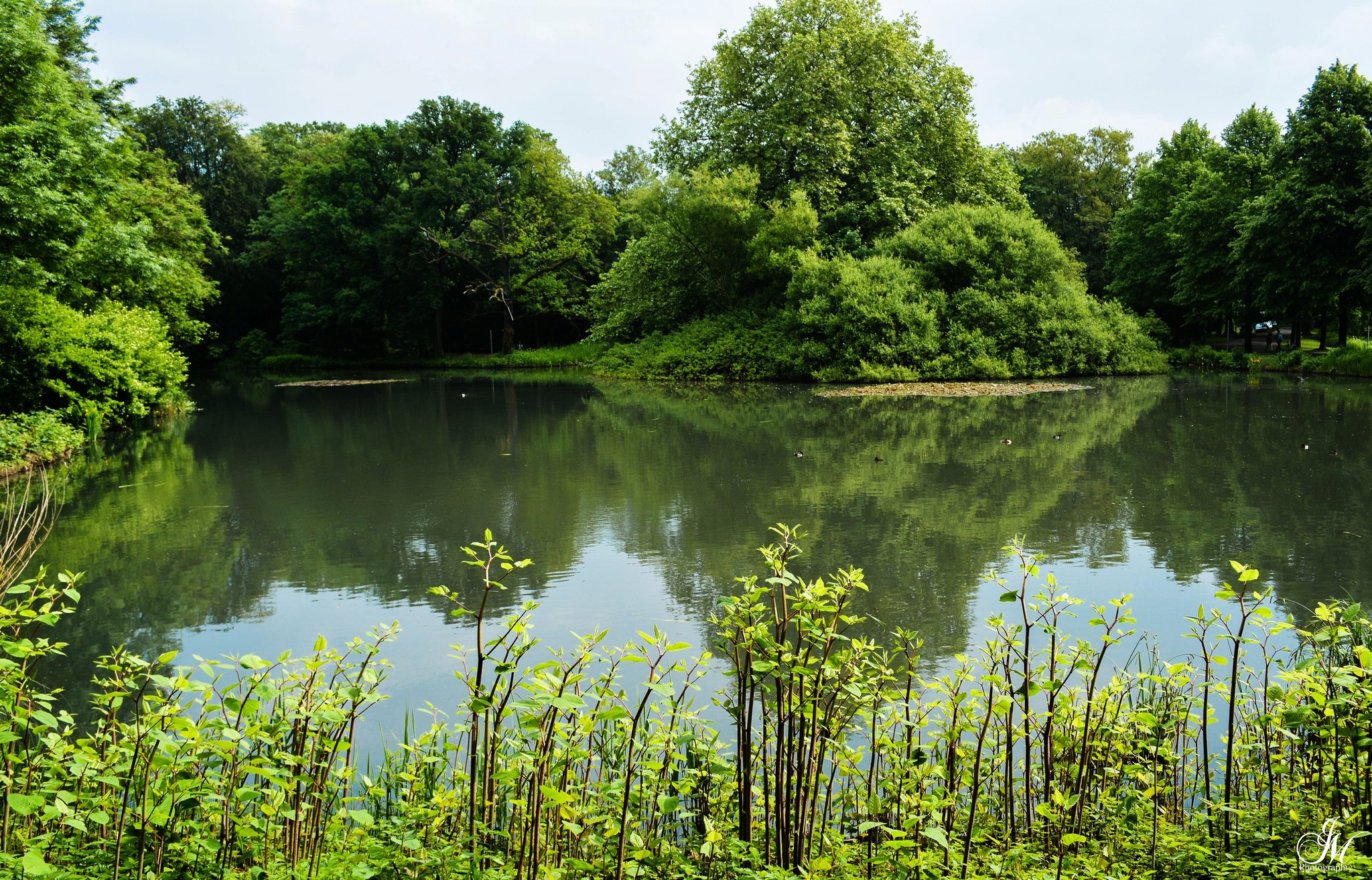 Lohmühlenteich – Bild 2