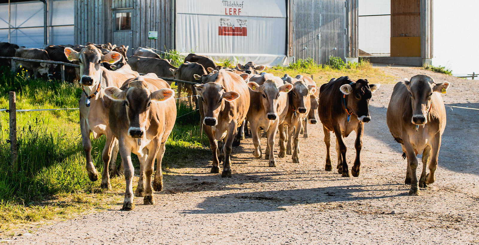 Milchhof Lämmle-Hofmann GbR – Bild 2