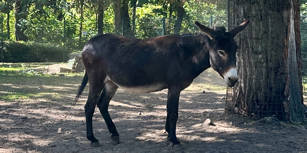 Tierpark Hattersheim e.V. – Bild 5