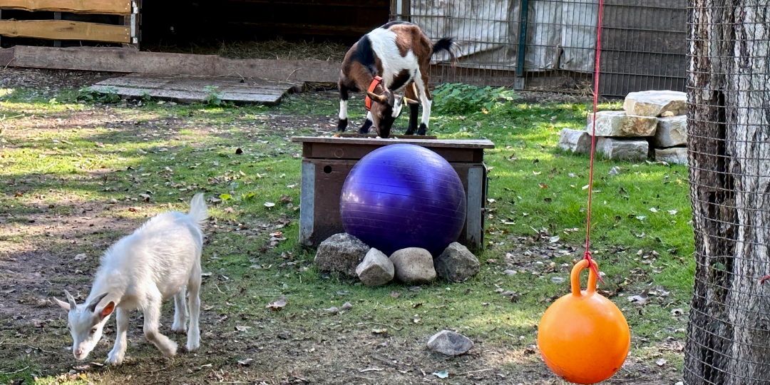 Tierpark Hattersheim e.V. – Bild 6