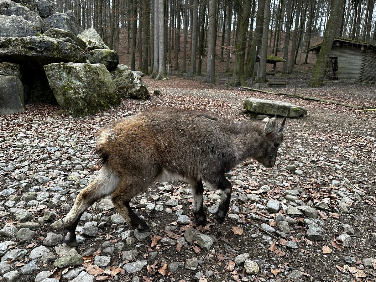 Wildtiergehege Naherholung Tannenbühl – Bild 1
