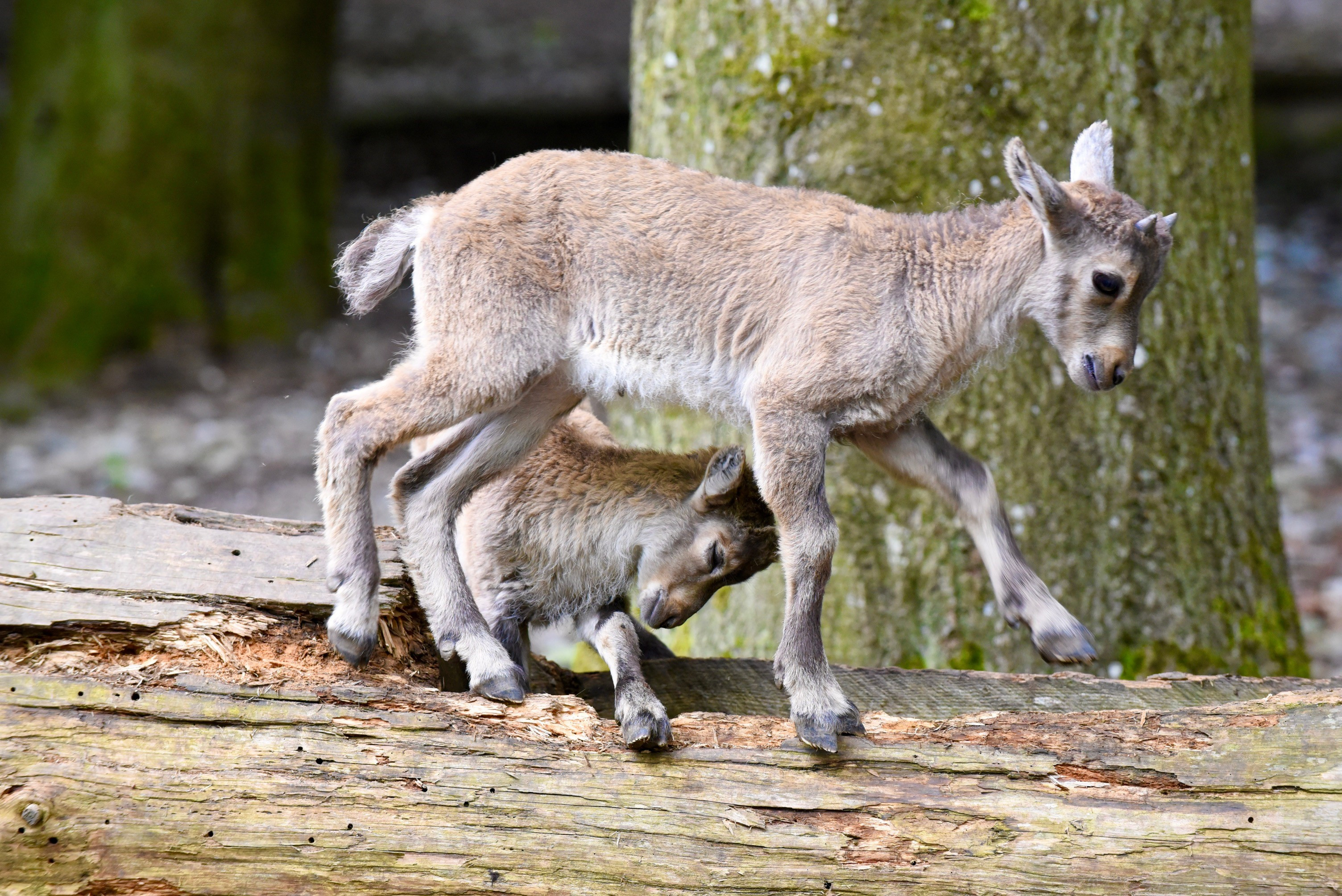 Wildtiergehege Naherholung Tannenbühl – Bild 2