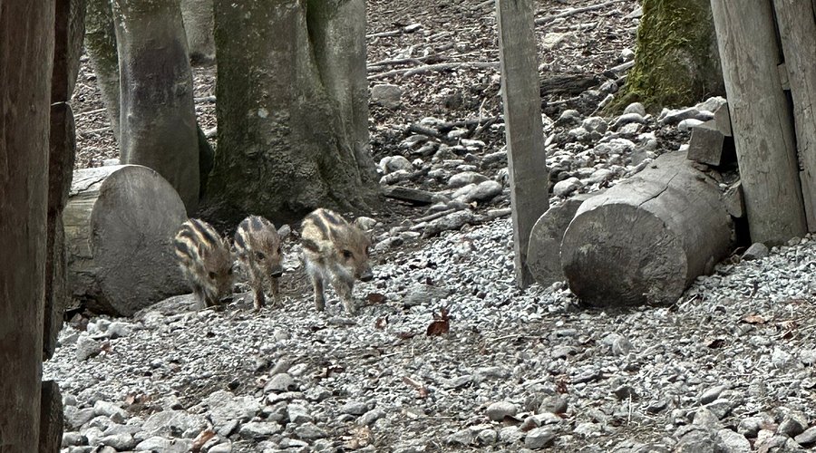 Wildtiergehege Naherholung Tannenbühl – Bild 4