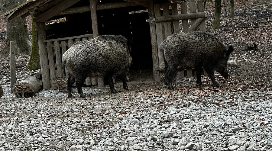 Wildtiergehege Naherholung Tannenbühl – Bild 5