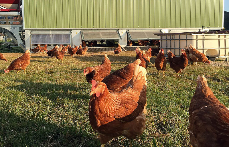 Böscherhof – Bild 2