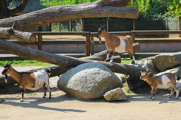 Streichelzoo – Bild 2