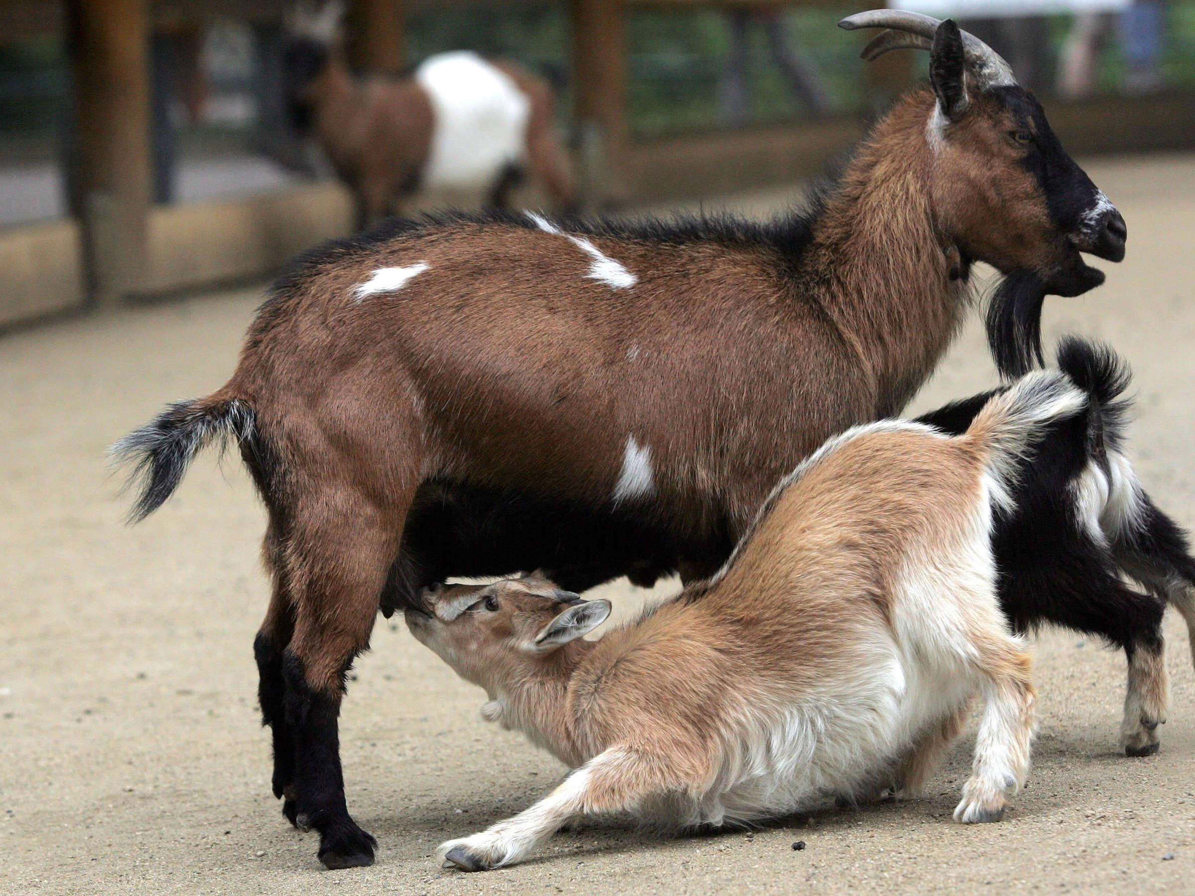 Streichelzoo – Bild 5