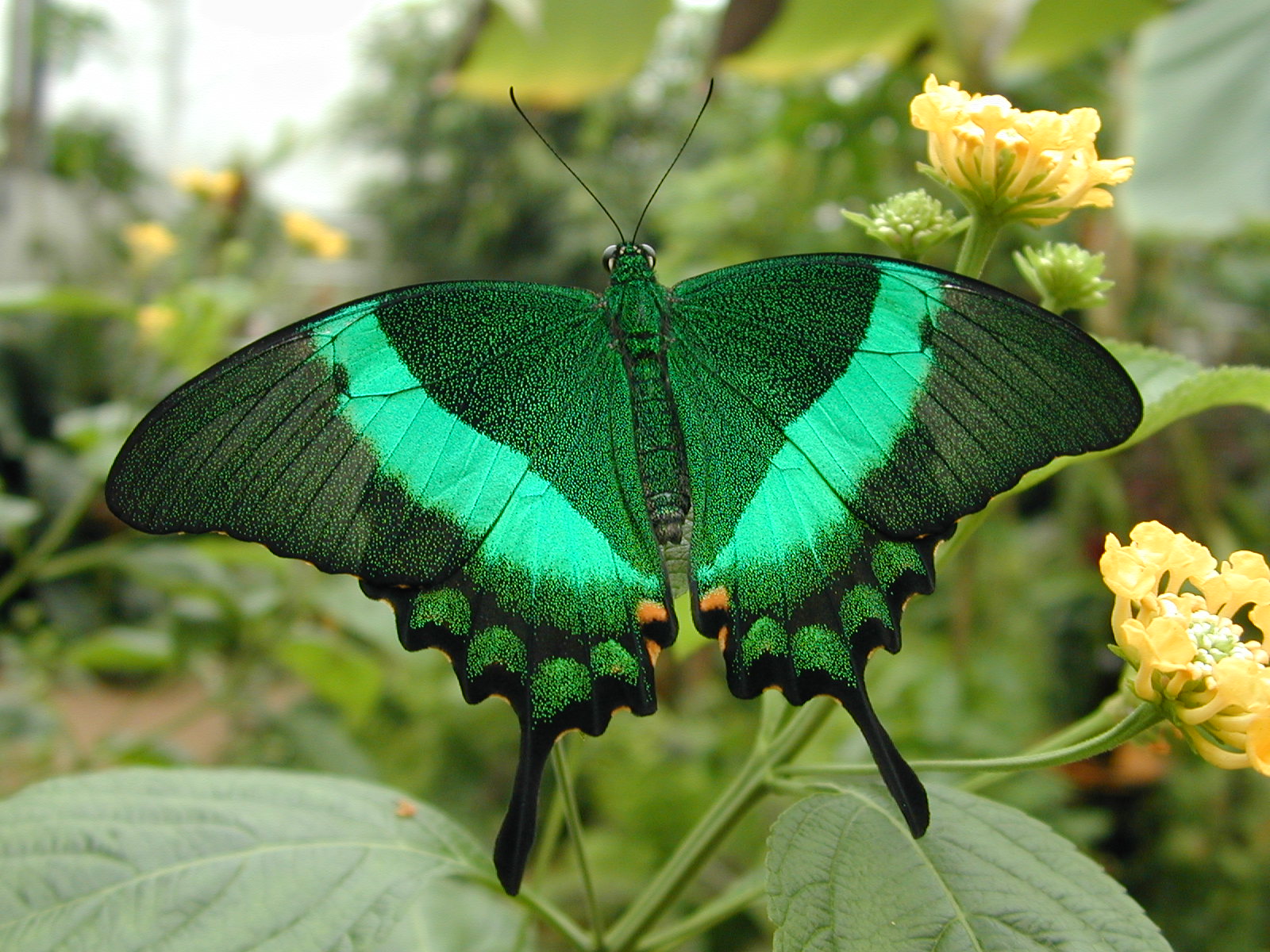 Alaris Schmetterlingspark Wittenberg GmbH – Bild 3