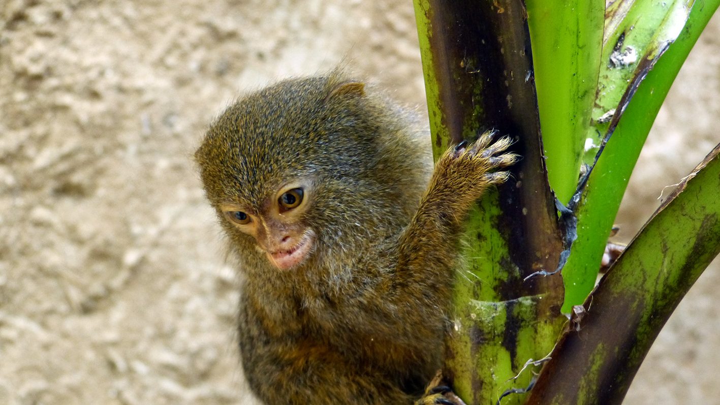 Alaris Schmetterlingspark Wittenberg GmbH – Bild 4