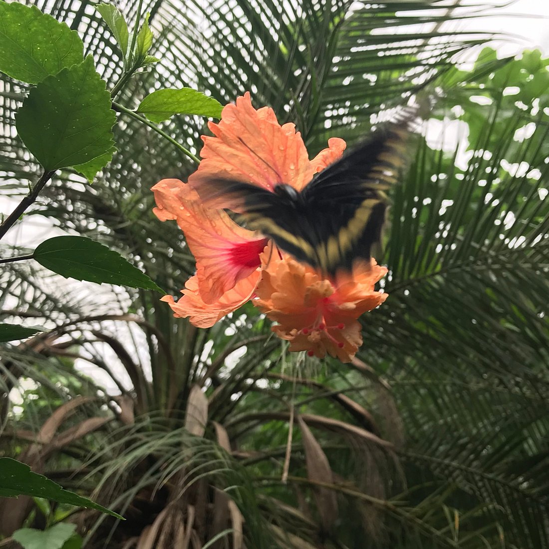 Alaris Schmetterlingspark Wittenberg GmbH – Bild 5