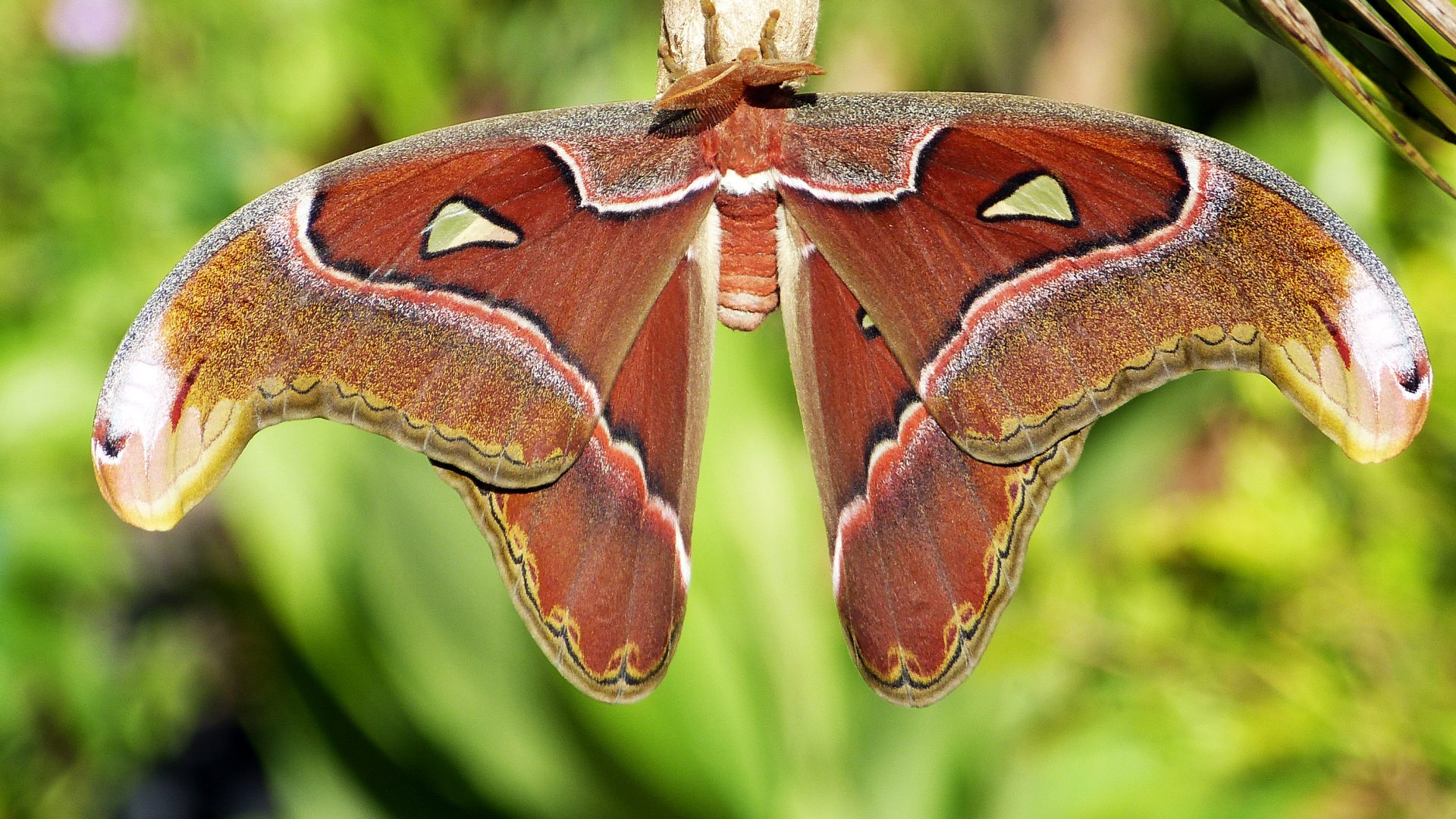 Alaris Schmetterlingspark Wittenberg GmbH – Bild 6