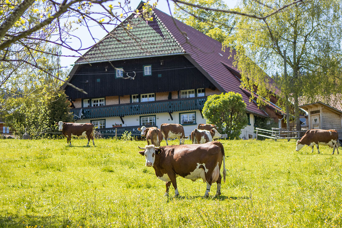 Bauernhof Buntekuh – Bild 5