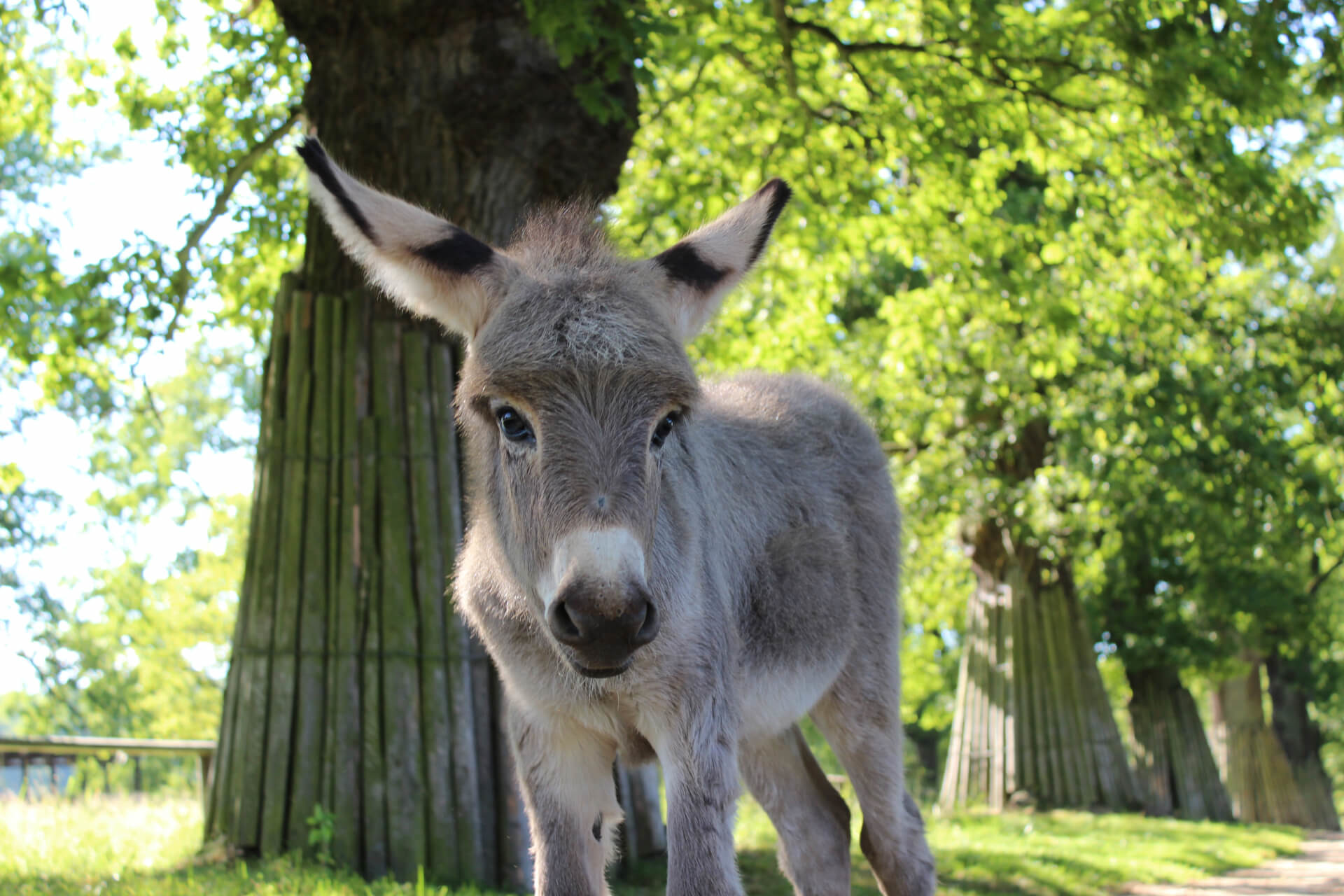 Tierpark Sababurg – Bild 4