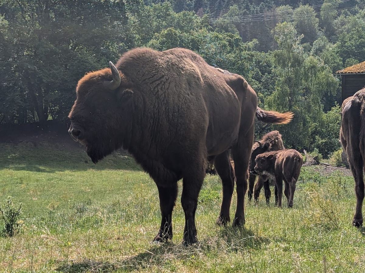 Wildpark Westerwald – Bild 2