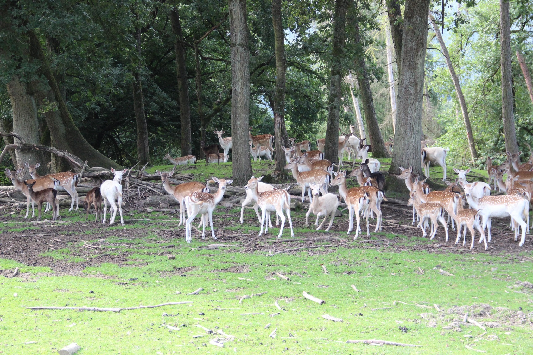 Wildpark Westerwald – Bild 3