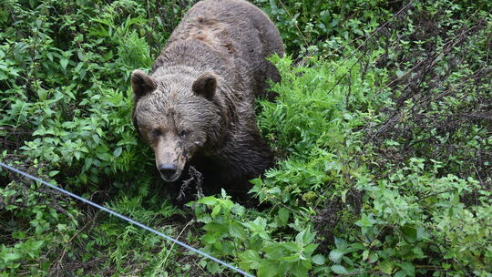 Wildpark Westerwald – Bild 5
