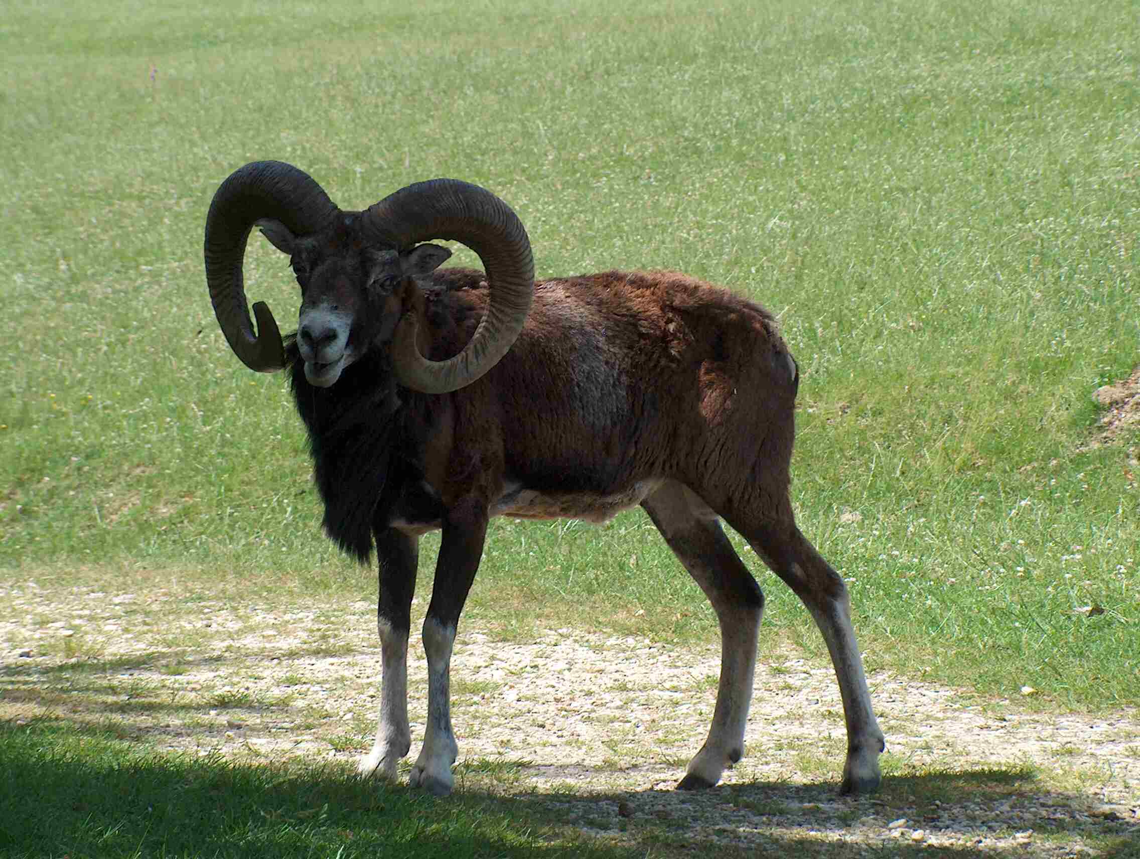 Wildpark Westerwald – Bild 6