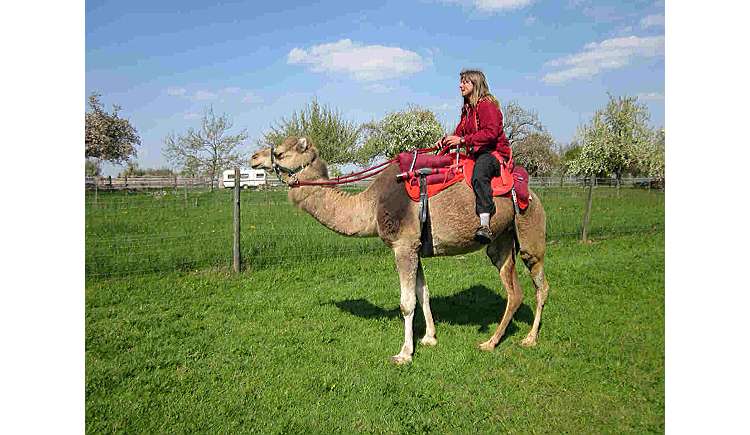 Kamele mit Herz – Bild 2