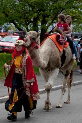 Kamele mit Herz – Bild 3