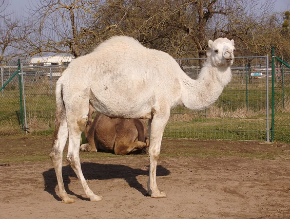 Kamele mit Herz – Bild 4