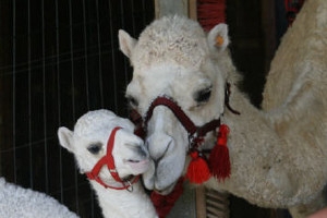 Kamele mit Herz – Bild 5