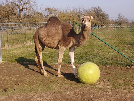 Kamele mit Herz – Bild 6