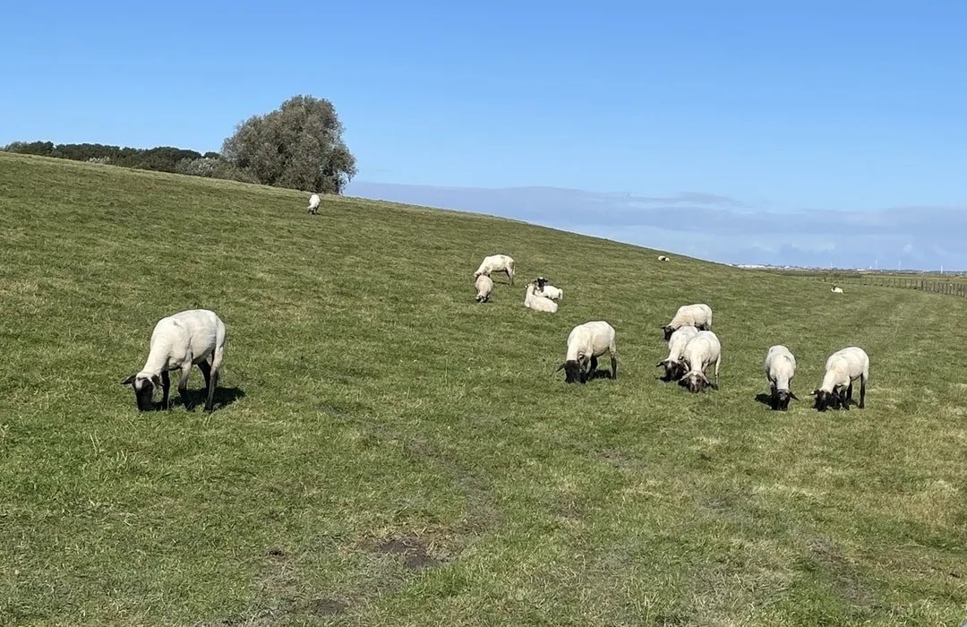 Camping Auf Dem Bauernhof "Dangaster Weide" – Bild 6