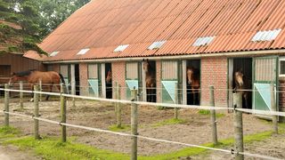 Bauern- und Pferdehof Funke – Bild 3