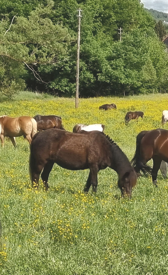 Hütherhof Ponyreiten – Bild 2