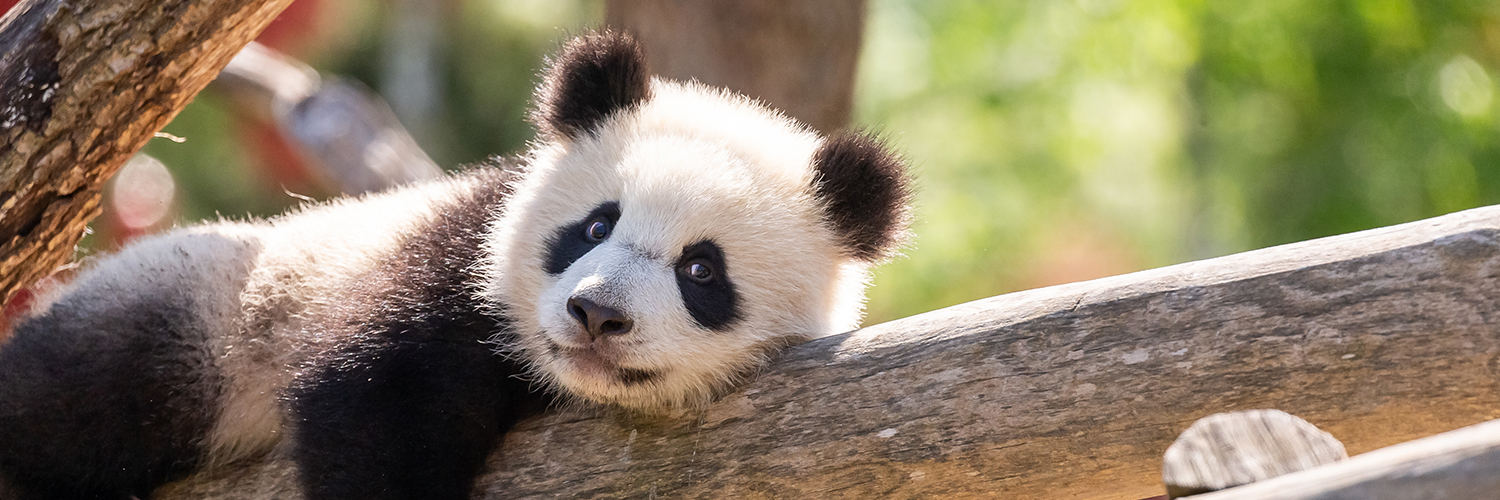 Zoologischer Garten Berlin – Bild 4